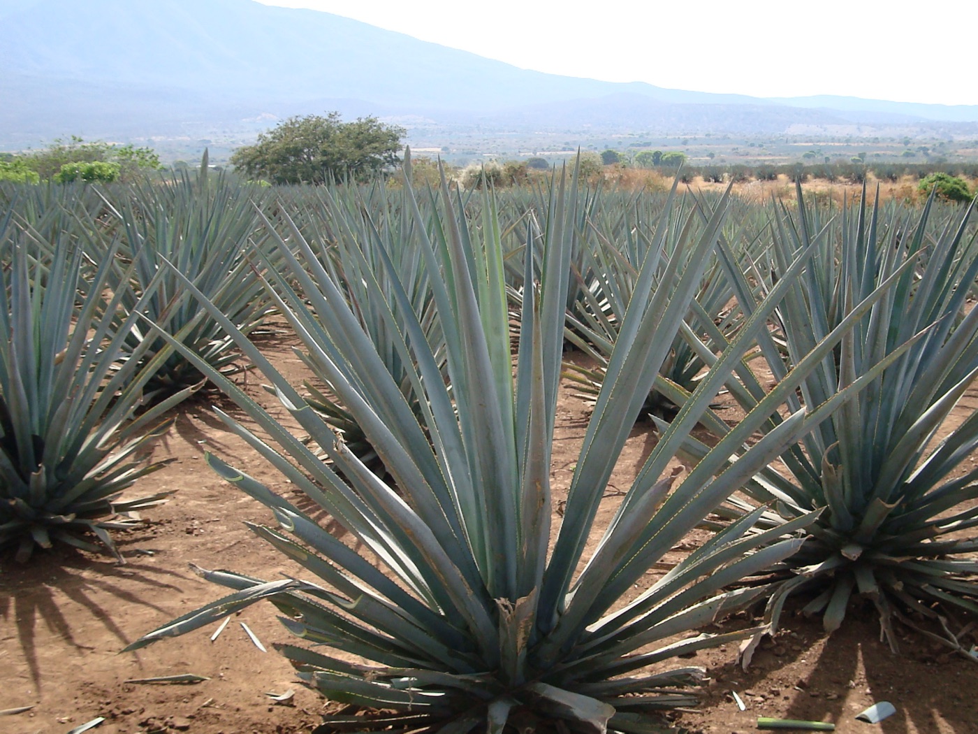 Blue agave fields under a warm sky
